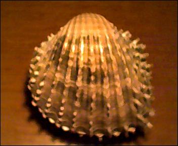 acanthocardia aculeata?